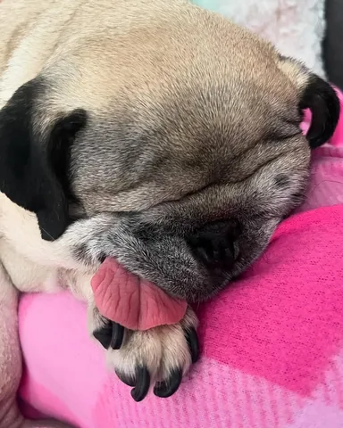 peeweesbigpugventure Instagram post about Pug sleep