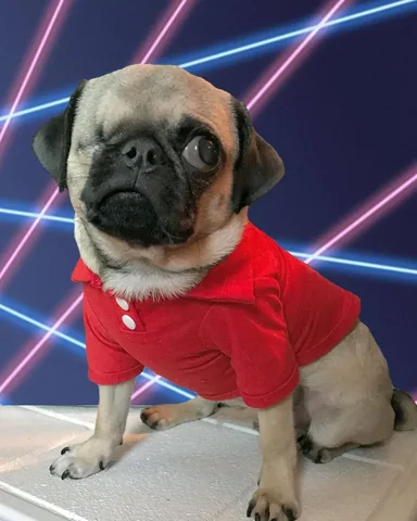 peeweesbigpugventure Instagram post about Pug nostalgia