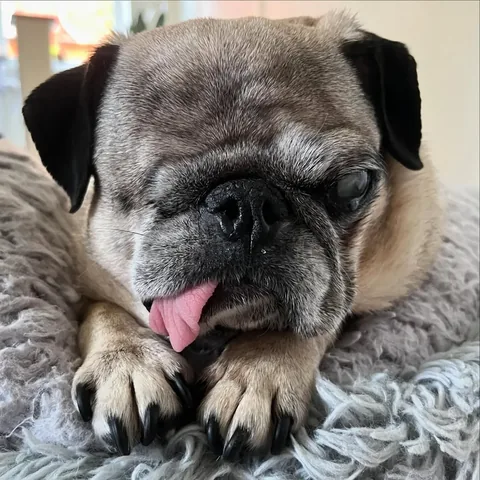 peeweesbigpugventure Instagram post about Pug relaxation