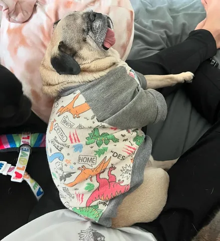 peeweesbigpugventure Instagram post about Pet affection