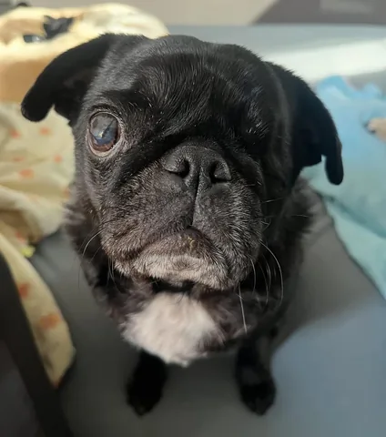 peeweesbigpugventure Instagram post about Pug portrait