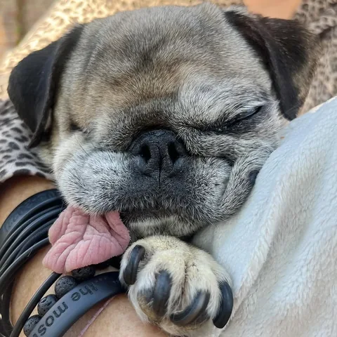 peeweesbigpugventure Instagram post about Pug behavior