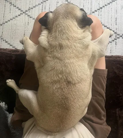 peeweesbigpugventure Instagram post about Pug relaxation