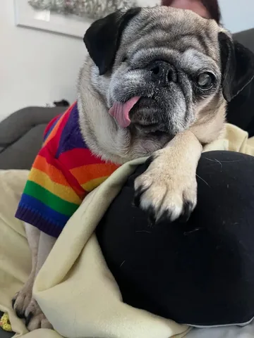 peeweesbigpugventure Instagram post about Pug portrait