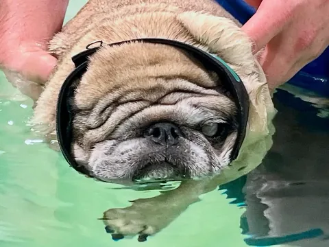 peeweesbigpugventure Instagram post about Pug aquatic activity