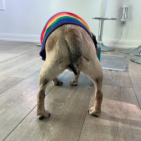peeweesbigpugventure Instagram post about Pug eating behavior
