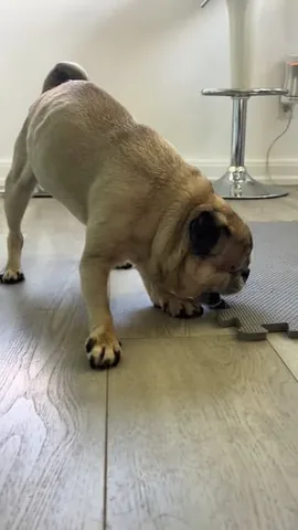 Pee Wee Aloysius the Pug Instagram post thumbnail