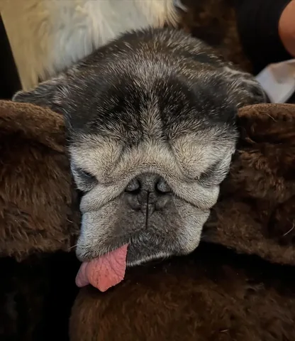 Pee Wee Aloysius the Pug Instagram post thumbnail