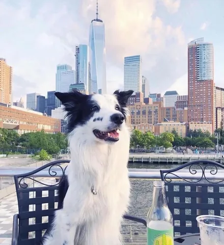 pharrellandrosie Instagram post about Dogs during September 11