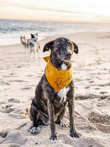 pharrellandrosie Instagram post about Grief for a dog