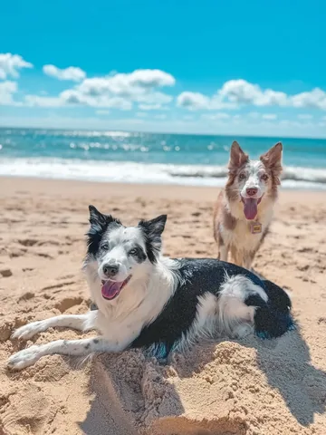 pharrellandrosie Instagram post about Beach memories with dogs