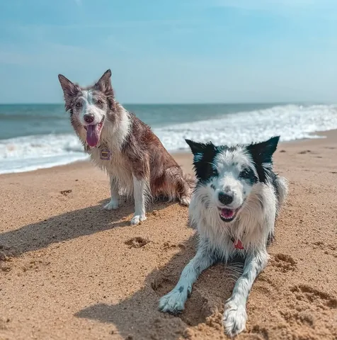 pharrellandrosie Instagram post about Dog at the beach