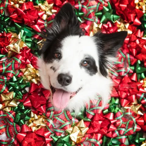 pharrellandrosie Instagram post about Shelter dog adoption