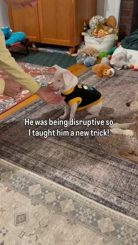pinkpigletpuppy Instagram post about Training a deafblind dog