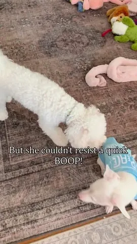 pinkpigletpuppy Instagram post about Interaction between disabled dogs
