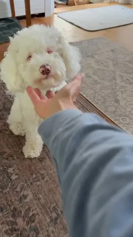 pinkpigletpuppy Instagram post about Rebuilding a dog pack