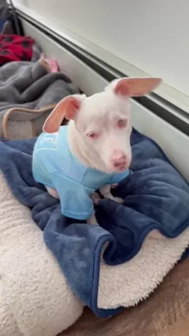 pinkpigletpuppy Instagram post about Dog emotions and behavior