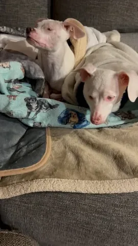 pinkpigletpuppy Instagram post about Rescue and disability awareness