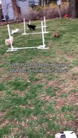 pinkpigletpuppy Instagram post about Realistic dog adoption expectations