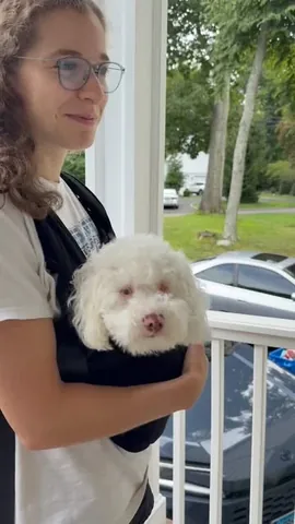 pinkpigletpuppy Instagram post about Mobility and calming support for a disabled dog