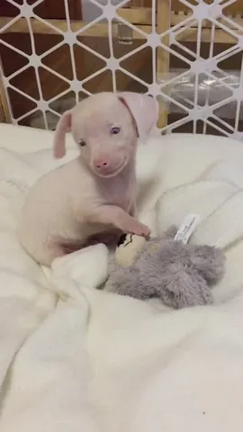 pinkpigletpuppy Instagram post about Quality of life for disabled dogs