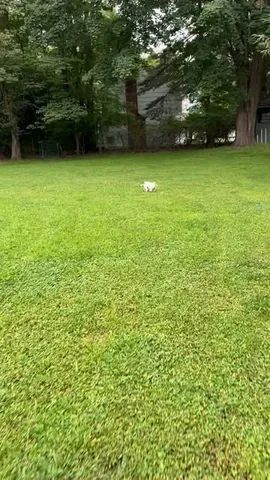 pinkpigletpuppy Instagram post about Positivity and joy