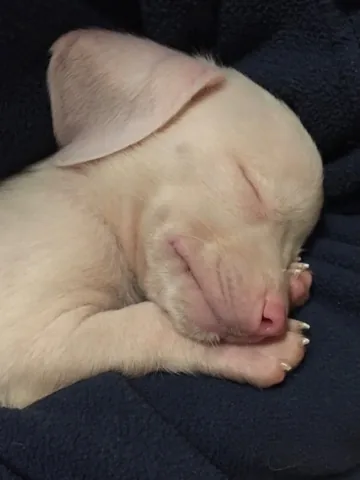 pinkpigletpuppy Instagram post about Piglet’s aging and memories