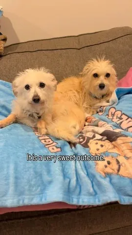 pinkpigletpuppy Instagram post about Dog companionship after loss