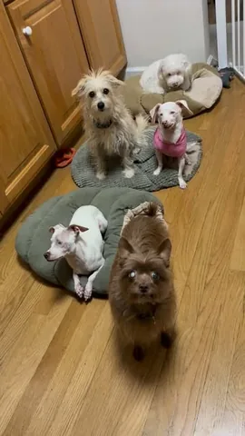 pinkpigletpuppy Instagram post about Pack adjustment after bereavement