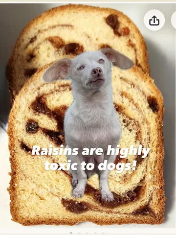 pinkpigletpuppy Instagram post about Dog poisoning prevention