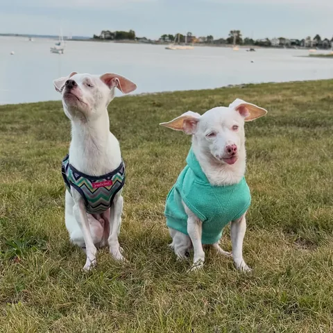 pinkpigletpuppy Instagram post about Piglet’s enrichment and activities