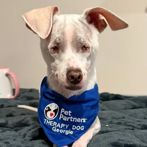 pinkpigletpuppy Instagram post about Suicide prevention and therapy dogs