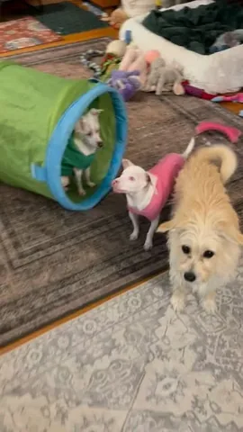 pinkpigletpuppy Instagram post about Dog enrichment