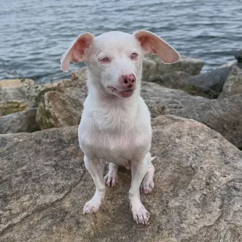pinkpigletpuppy Instagram post about Piglet’s personality