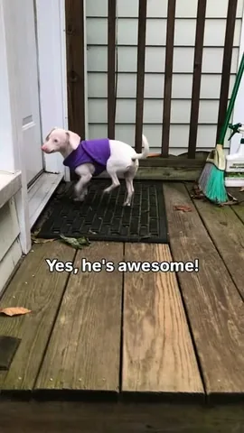 Melissa Shapiro, DVM & Piglet, the deaf blind pink puppy Instagram post thumbnail