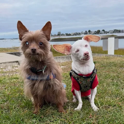 Melissa Shapiro, DVM & Piglet, the deaf blind pink puppy Instagram post thumbnail