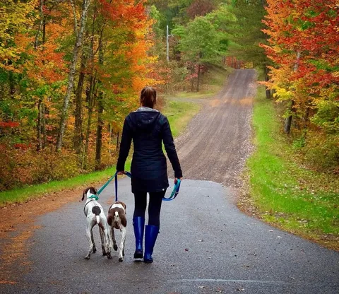 pointerpawprints Instagram post about Dog companionship