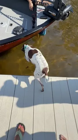 pointerpawprints Instagram post about Dog diving