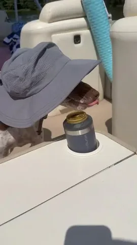pointerpawprints Instagram post about Dog interest in alcohol
