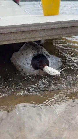 pointerpawprints Instagram post about Dogs searching for fish