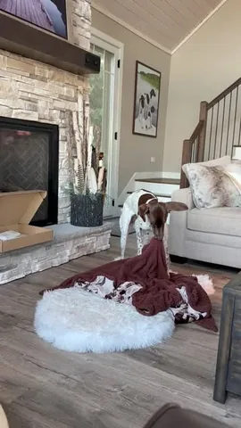 pointerpawprints Instagram post about Dog reaction to household routines