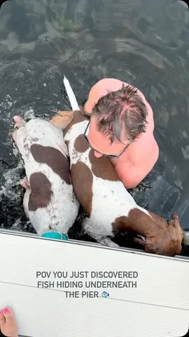 pointerpawprints Instagram post about Dogs watching fish