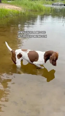 pointerpawprints Instagram post about Dog and fish interaction
