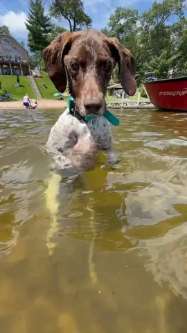 pointerpawprints Instagram post about Dog humor