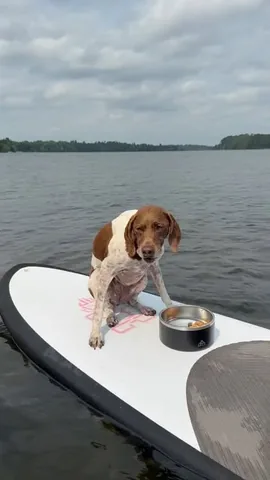 pointerpawprints Instagram post about Dog outing