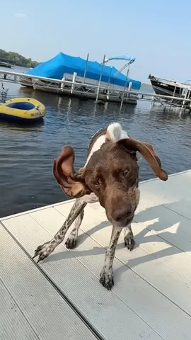 pointerpawprints Instagram post about Family and dogs