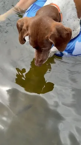 pointerpawprints Instagram post about Dog fishing
