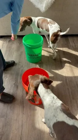 pointerpawprints Instagram post about Dogs and treats