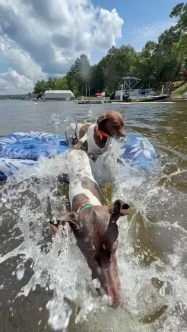 pointerpawprints Instagram post about Dog swimming