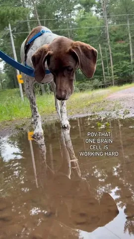 pointerpawprints Instagram post about Dog behavior